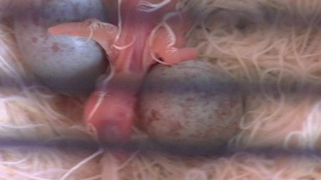 juist geboren ouders zijn bonte kanaries 